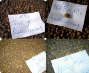 Gikungu, Mabondo, Ngungu et Kirundo : Des vari�t�s de semences de pomme de terre que l�ISAR est en train de diffuser en vue d�accro�tre la productivit�