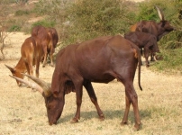 Vaches Rwandaises